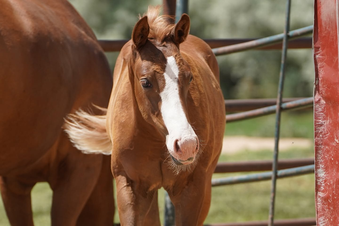 RMJ Ranch prospect